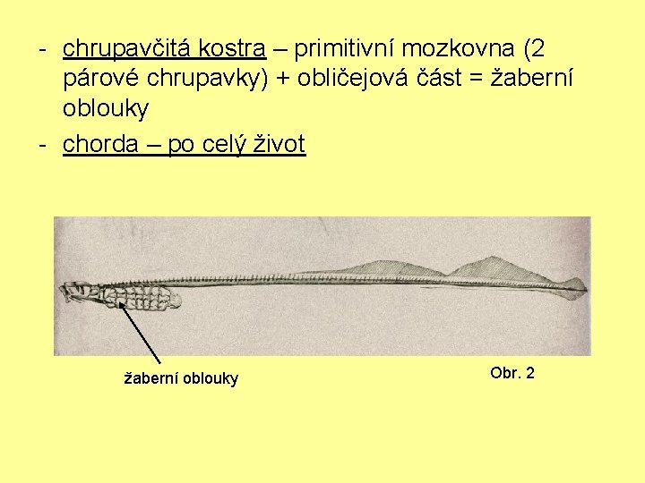 - chrupavčitá kostra – primitivní mozkovna (2 párové chrupavky) + obličejová část = žaberní