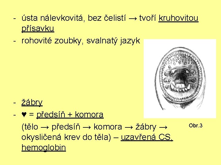 - ústa nálevkovitá, bez čelistí → tvoří kruhovitou přísavku - rohovité zoubky, svalnatý jazyk