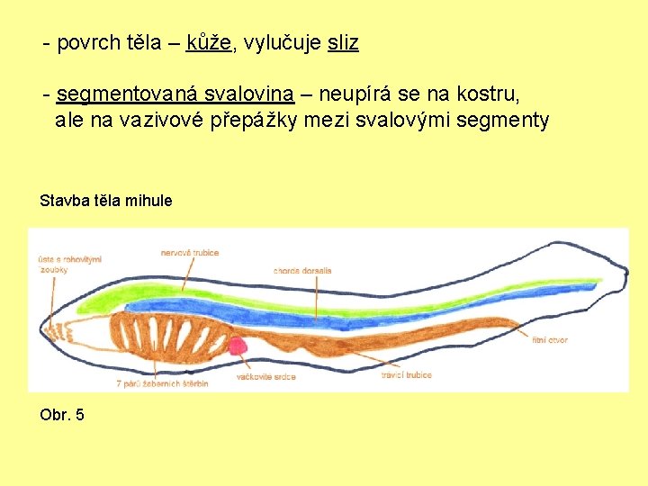 - povrch těla – kůže, vylučuje sliz - segmentovaná svalovina – neupírá se na