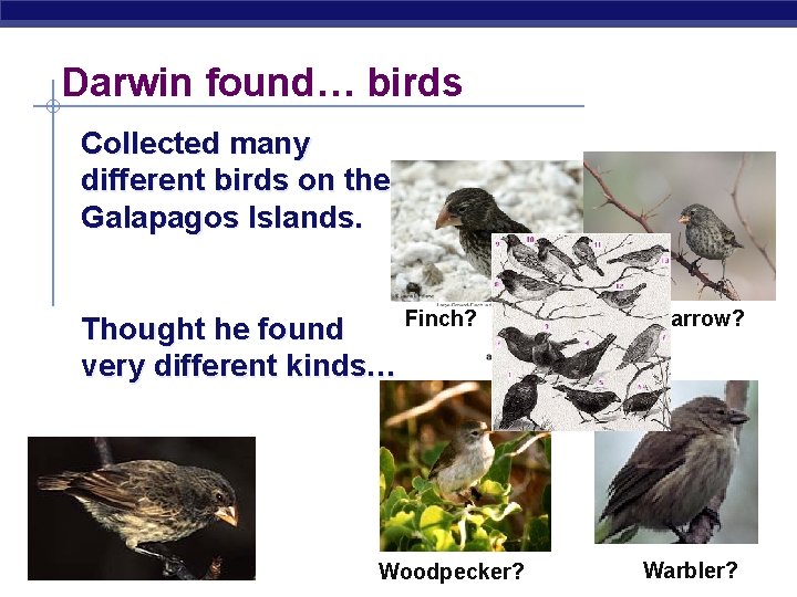 Darwin found… birds Collected many different birds on the Galapagos Islands. Finch? Thought he