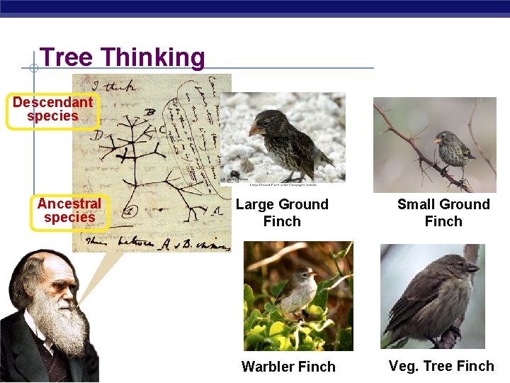 Tree Thinking Descendant species Ancestral species AP Biology Large-seed Large Ground eater? Finch Warbler?