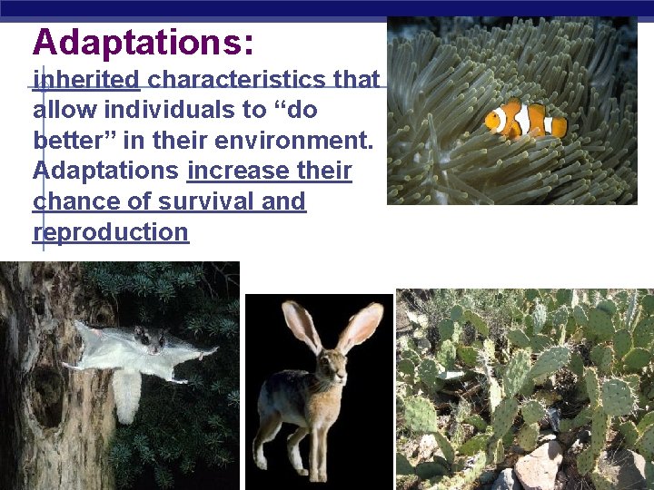 Adaptations: inherited characteristics that allow individuals to “do better” in their environment. Adaptations increase