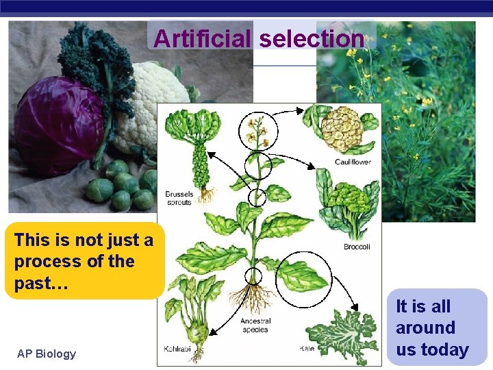 Artificial selection This is not just a process of the past… AP Biology It