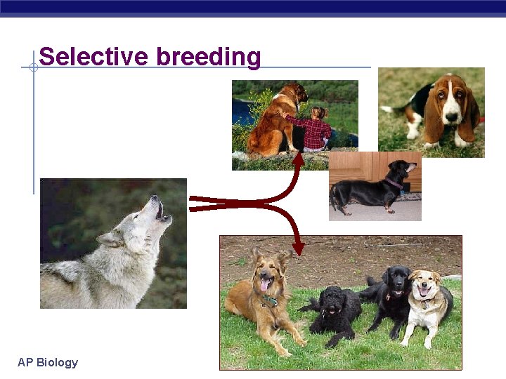 Selective breeding AP Biology 