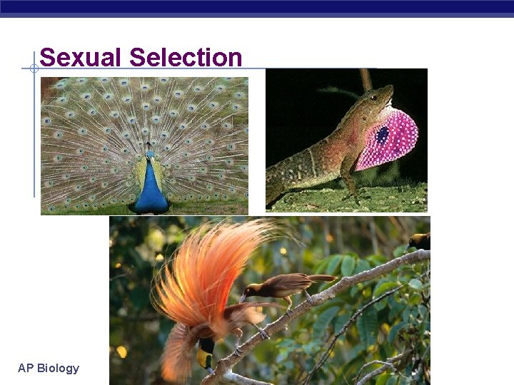 Sexual Selection AP Biology 