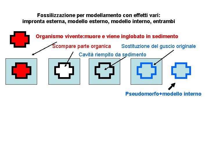 Fossilizzazione per modellamento con effetti vari: impronta esterna, modello esterno, modello interno, entrambi Organismo