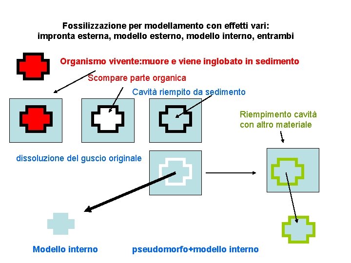 Fossilizzazione per modellamento con effetti vari: impronta esterna, modello esterno, modello interno, entrambi Organismo