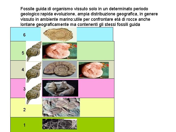 Fossile guida: di organismo vissuto solo in un determinato periodo geologico: rapida evoluzione, ampia