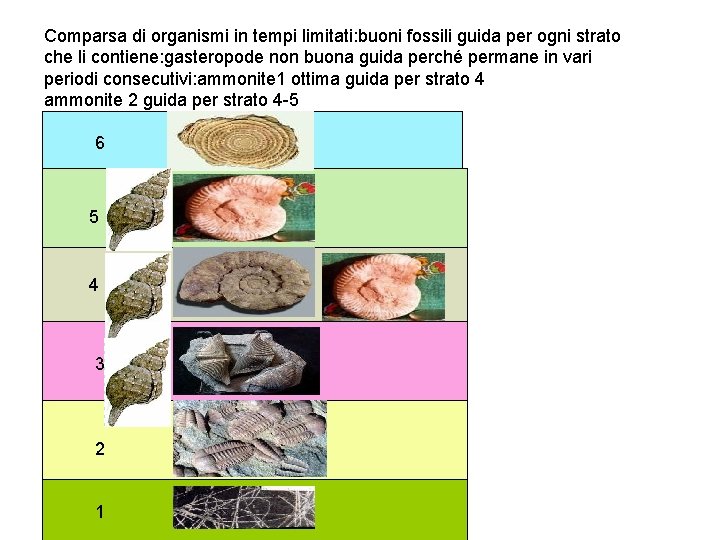 Comparsa di organismi in tempi limitati: buoni fossili guida per ogni strato che li