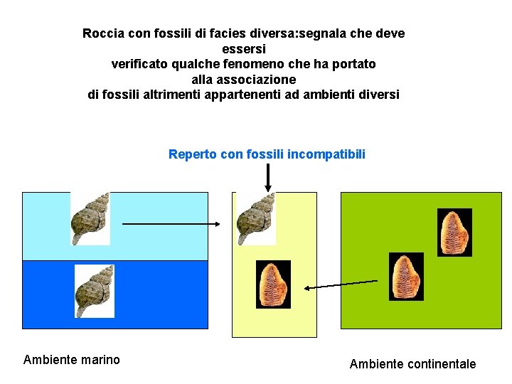 Roccia con fossili di facies diversa: segnala che deve essersi verificato qualche fenomeno che