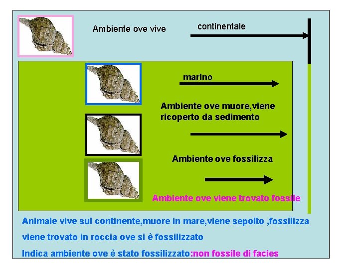 Ambiente ove vive continentale marino Ambiente ove muore, viene ricoperto da sedimento Ambiente ove