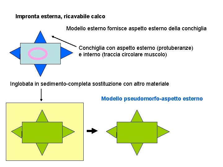 Impronta esterna, ricavabile calco Modello esterno fornisce aspetto esterno della conchiglia Conchiglia con aspetto