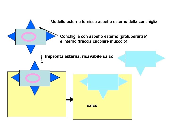 Modello esterno fornisce aspetto esterno della conchiglia Conchiglia con aspetto esterno (protuberanze) e interno