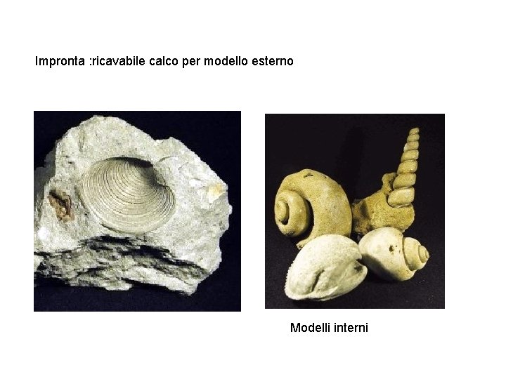 Impronta : ricavabile calco per modello esterno Modelli interni 