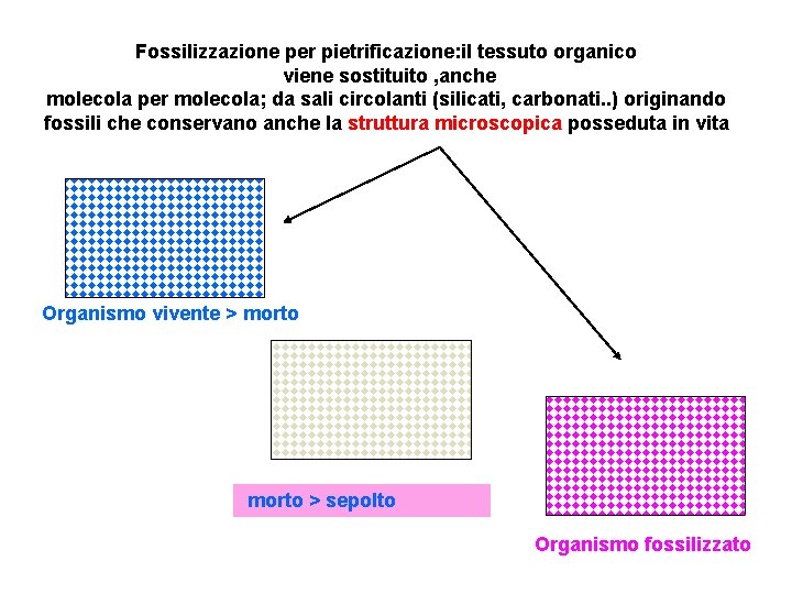 Fossilizzazione per pietrificazione: il tessuto organico viene sostituito , anche molecola per molecola; da