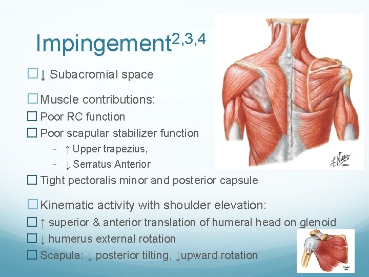 Impingement 2, 3, 4 �↓ Subacromial space �Muscle contributions: � Poor RC function � Impingement 2, 3, 4 �↓ Subacromial space �Muscle contributions: � Poor RC function �