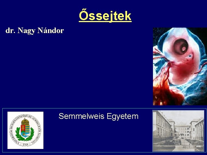 Őssejtek dr. Nagy Nándor Semmelweis Egyetem 