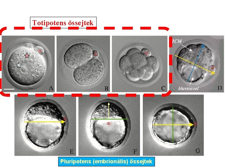 Totipotens őssejtek Pluripotens (embrionális) őssejtek 