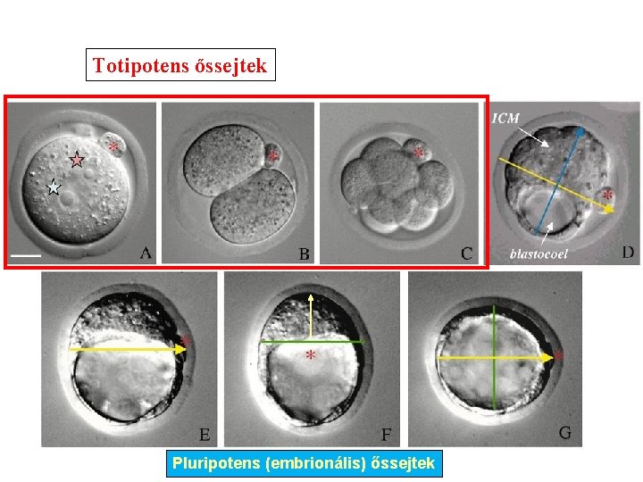 Totipotens őssejtek Pluripotens (embrionális) őssejtek 