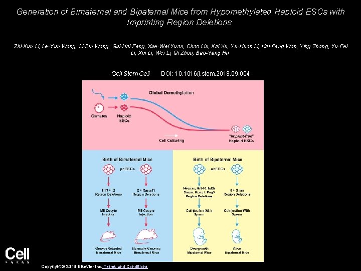 Generation of Bimaternal and Bipaternal Mice from Hypomethylated Haploid ESCs with Imprinting Region Deletions