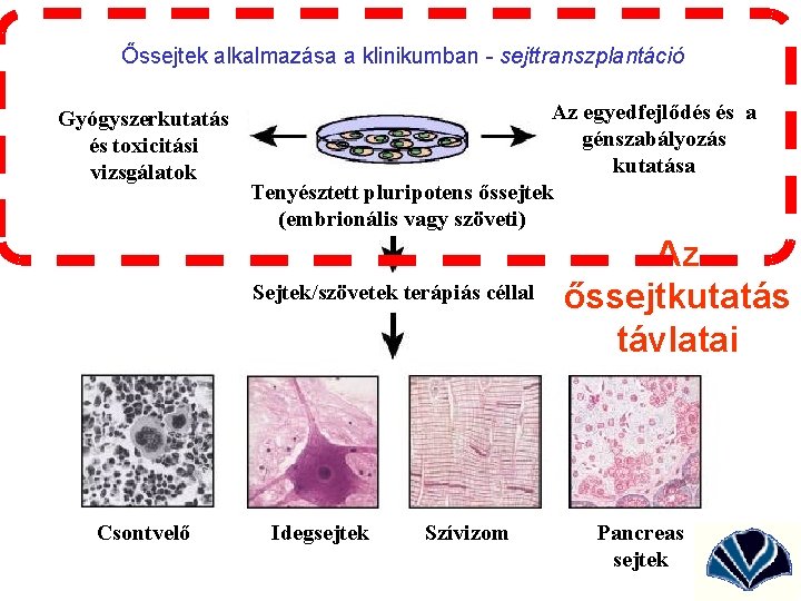 Őssejtek alkalmazása a klinikumban - sejttranszplantáció Gyógyszerkutatás és toxicitási vizsgálatok Az egyedfejlődés és a