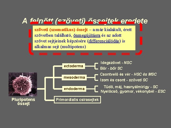 A felnőtt (szöveti) őssejtek eredete szöveti (szomatikus) őssejt – a már kialakult, érett szövetben