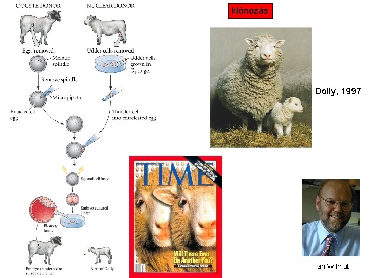 klónozás Dolly, 1997 Ian Wilmut 