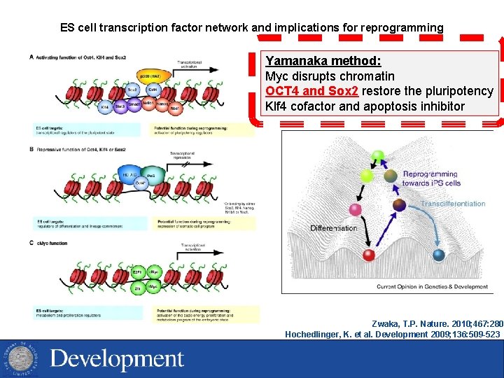 ES cell transcription factor network and implications for reprogramming Yamanaka method: Myc disrupts chromatin