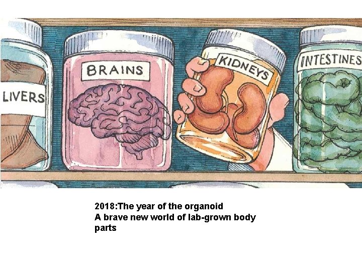 2018: The year of the organoid A brave new world of lab-grown body parts