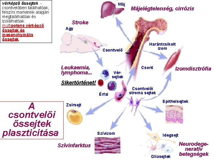 vérképző őssejtek - csontvelőben találhatóak, felszíni markereik alapján megtalálhatóak és izolálhatóak multipotens vérképző őssejtek