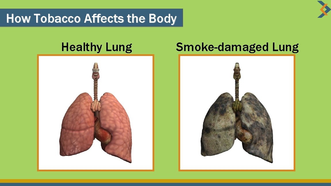 How Tobacco Affects the Body Healthy Lung Smoke-damaged Lung 