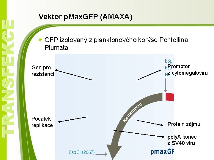 TRANSFEKCE Vektor p. Max. GFP (AMAXA) GFP izolovaný z planktonového korýše Pontellina Plumata Gen