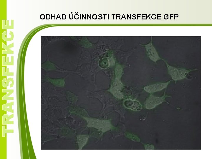 TRANSFEKCE ODHAD ÚČINNOSTI TRANSFEKCE GFP 