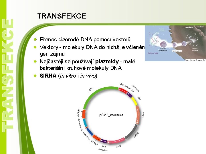 TRANSFEKCE Přenos cizorodé DNA pomocí vektorů Vektory - molekuly DNA do nichž je včleněn