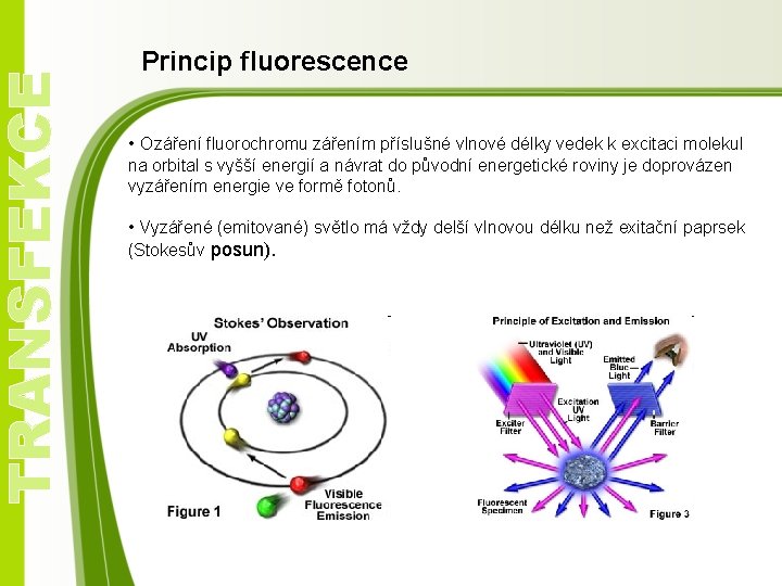 TRANSFEKCE Princip fluorescence • Ozáření fluorochromu zářením příslušné vlnové délky vedek k excitaci molekul