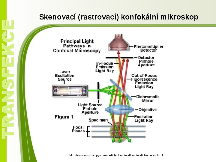 TRANSFEKCE Skenovací (rastrovací) konfokální mikroskop http: //www. microscopyu. com/articles/confocalintrobasics. html 