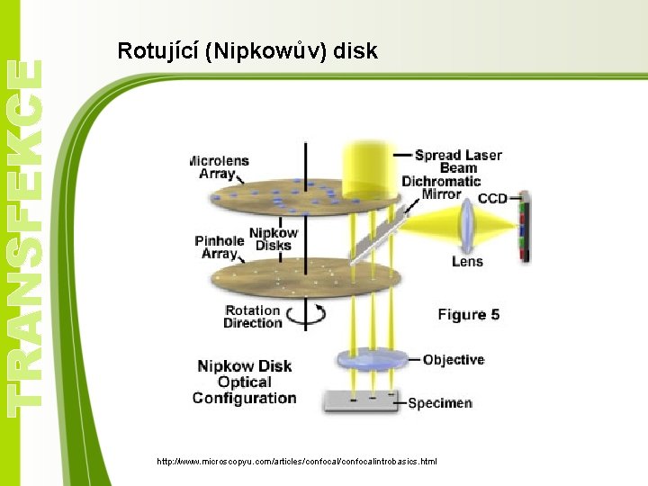 TRANSFEKCE Rotující (Nipkowův) disk http: //www. microscopyu. com/articles/confocalintrobasics. html 