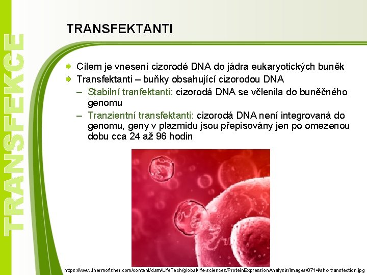 TRANSFEKCE TRANSFEKTANTI Cílem je vnesení cizorodé DNA do jádra eukaryotických buněk Transfektanti – buňky