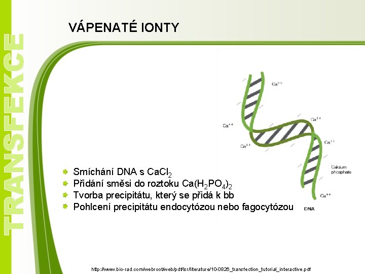 TRANSFEKCE VÁPENATÉ IONTY Smíchání DNA s Ca. Cl 2 Přidání směsi do roztoku Ca(H