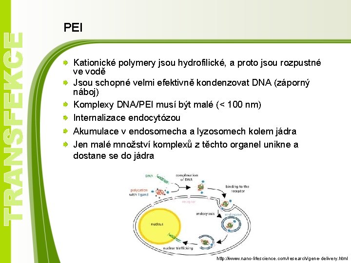 TRANSFEKCE PEI Kationické polymery jsou hydrofilické, a proto jsou rozpustné ve vodě Jsou schopné