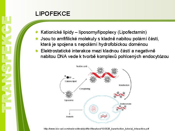 TRANSFEKCE LIPOFEKCE Kationické lipidy – liposomy/lipoplexy (Lipofectamin) Jsou to amfifilické molekuly s kladně nabitou