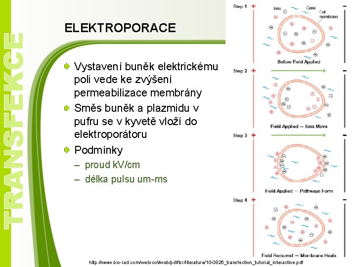 TRANSFEKCE ELEKTROPORACE Vystavení buněk elektrickému poli vede ke zvýšení permeabilizace membrány Směs buněk a