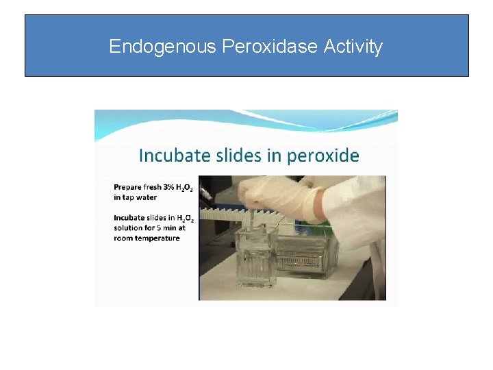 Endogenous Peroxidase Activity Endogenous Peroxidase Activity