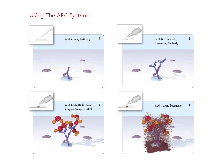 Using The ABC System: Using The ABC System: