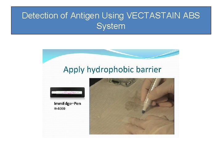 Detection of Antigen Using VECTASTAIN ABS System Detection of Antigen Using VECTASTAIN ABS System