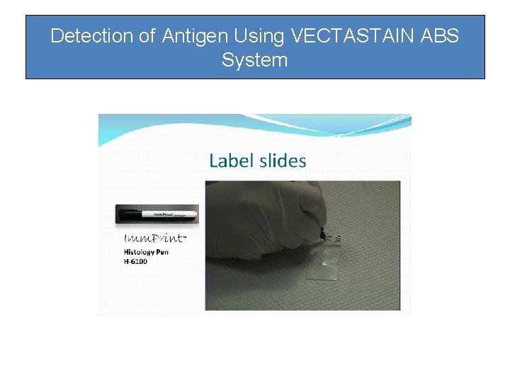 Detection of Antigen Using VECTASTAIN ABS System Detection of Antigen Using VECTASTAIN ABS System