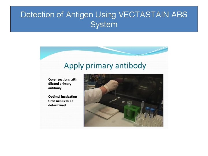 Detection of Antigen Using VECTASTAIN ABS System Detection of Antigen Using VECTASTAIN ABS System