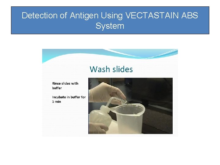Detection of Antigen Using VECTASTAIN ABS System Detection of Antigen Using VECTASTAIN ABS System