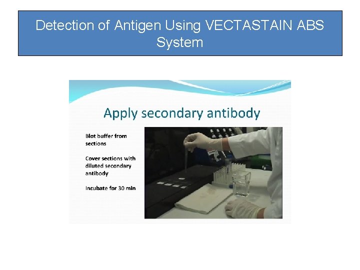 Detection of Antigen Using VECTASTAIN ABS System Detection of Antigen Using VECTASTAIN ABS System