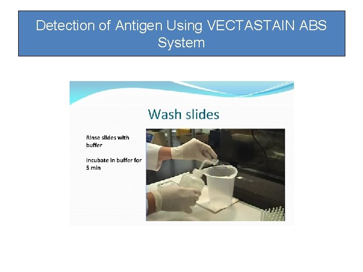 Detection of Antigen Using VECTASTAIN ABS System Detection of Antigen Using VECTASTAIN ABS System